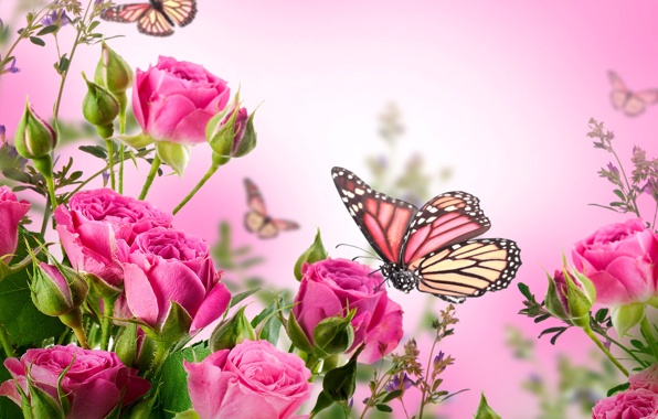 roses-flowers-pink.jpg