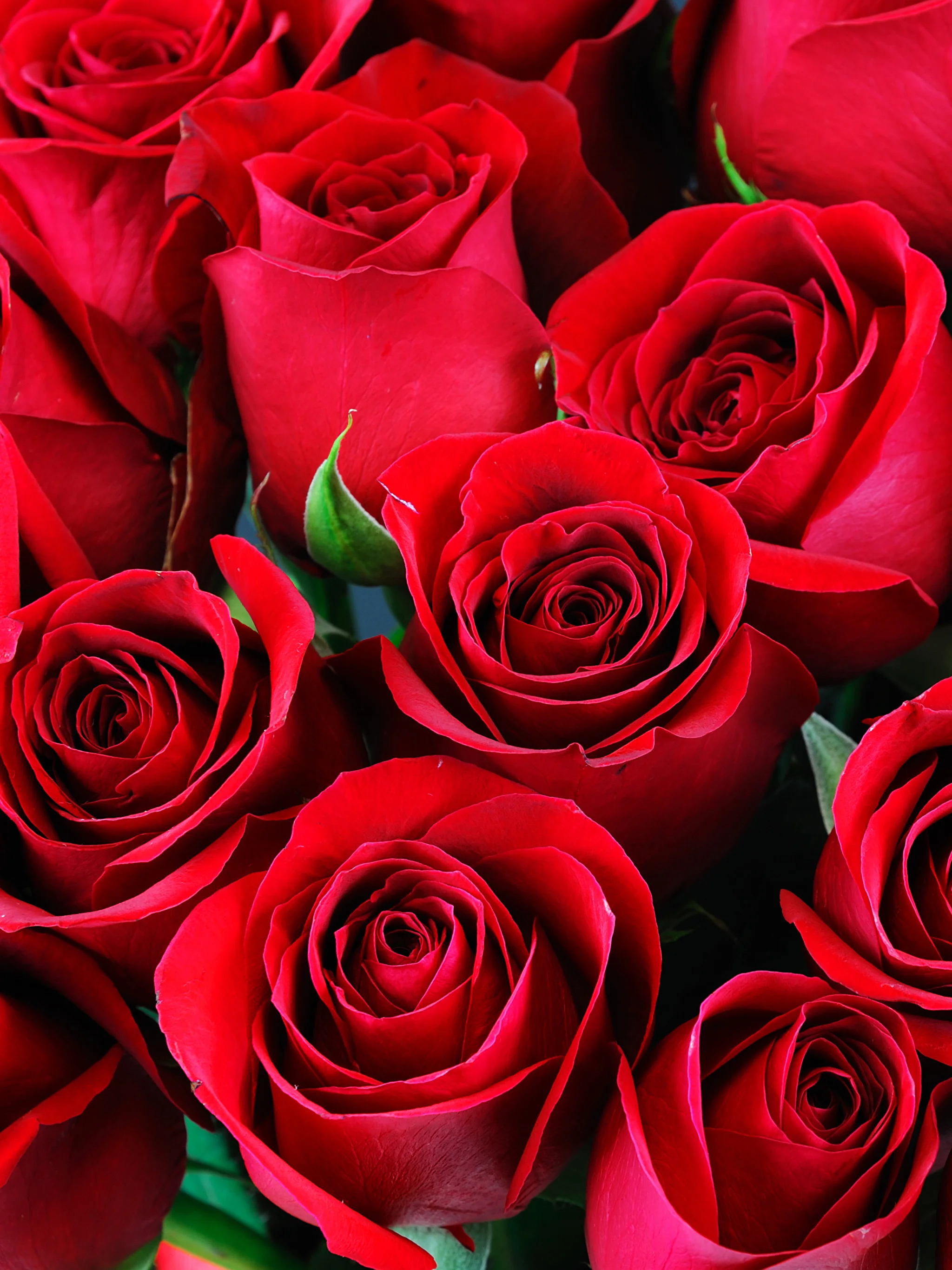 Roses_Closeup_Red_527888_2048x2732.webp