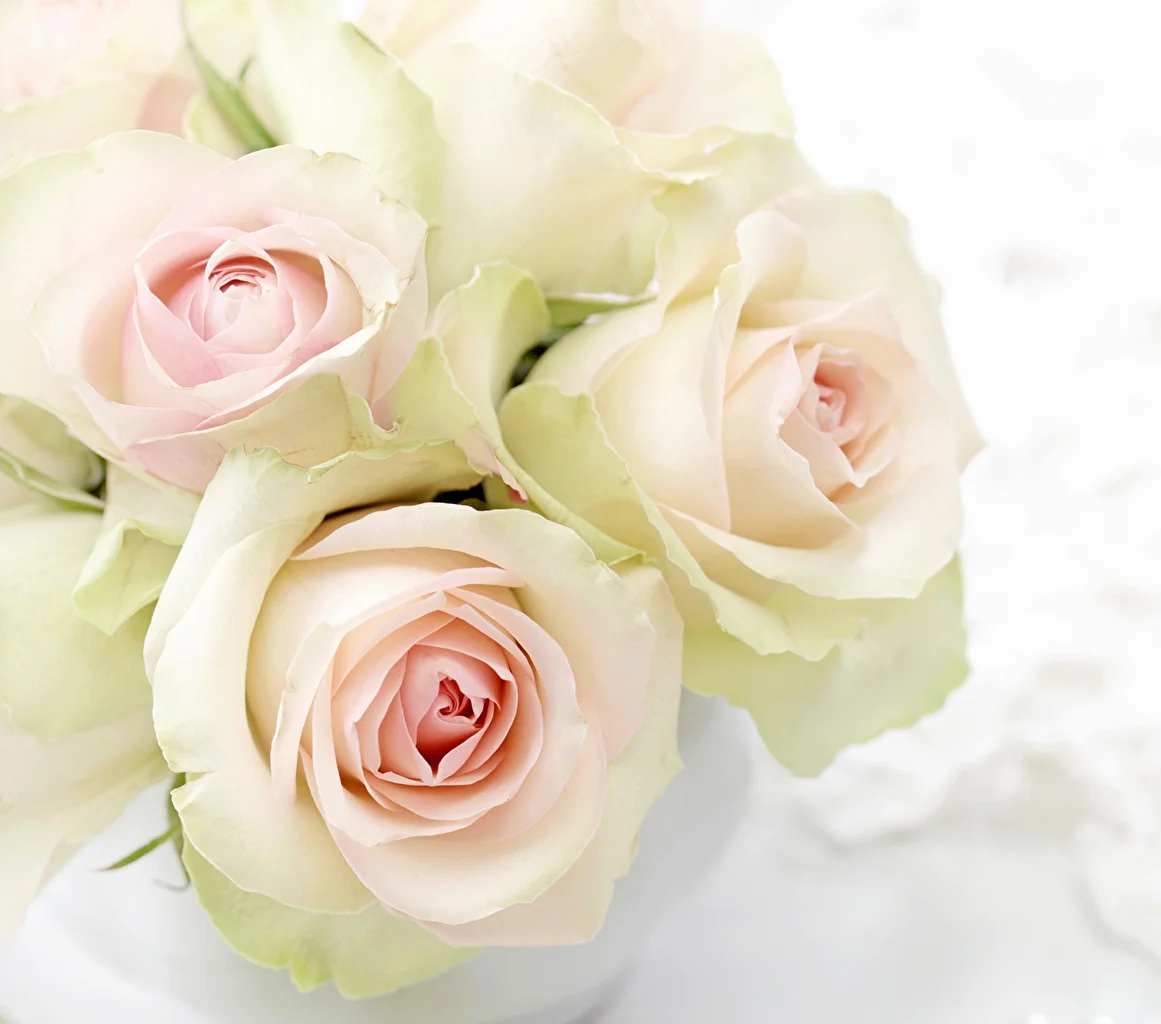 Roses_Closeup_White_456202.webp