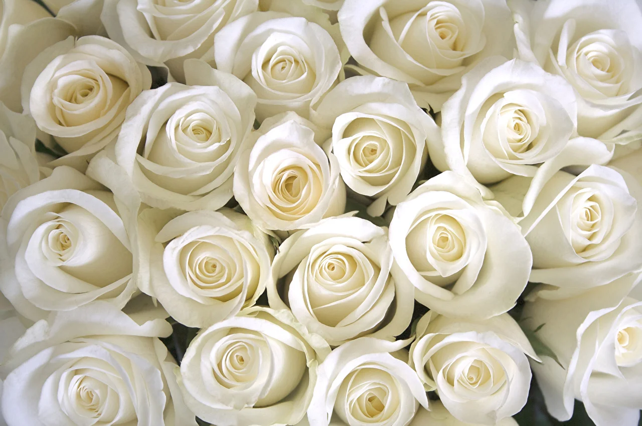 Roses_Closeup_White_512607_1280x851.webp