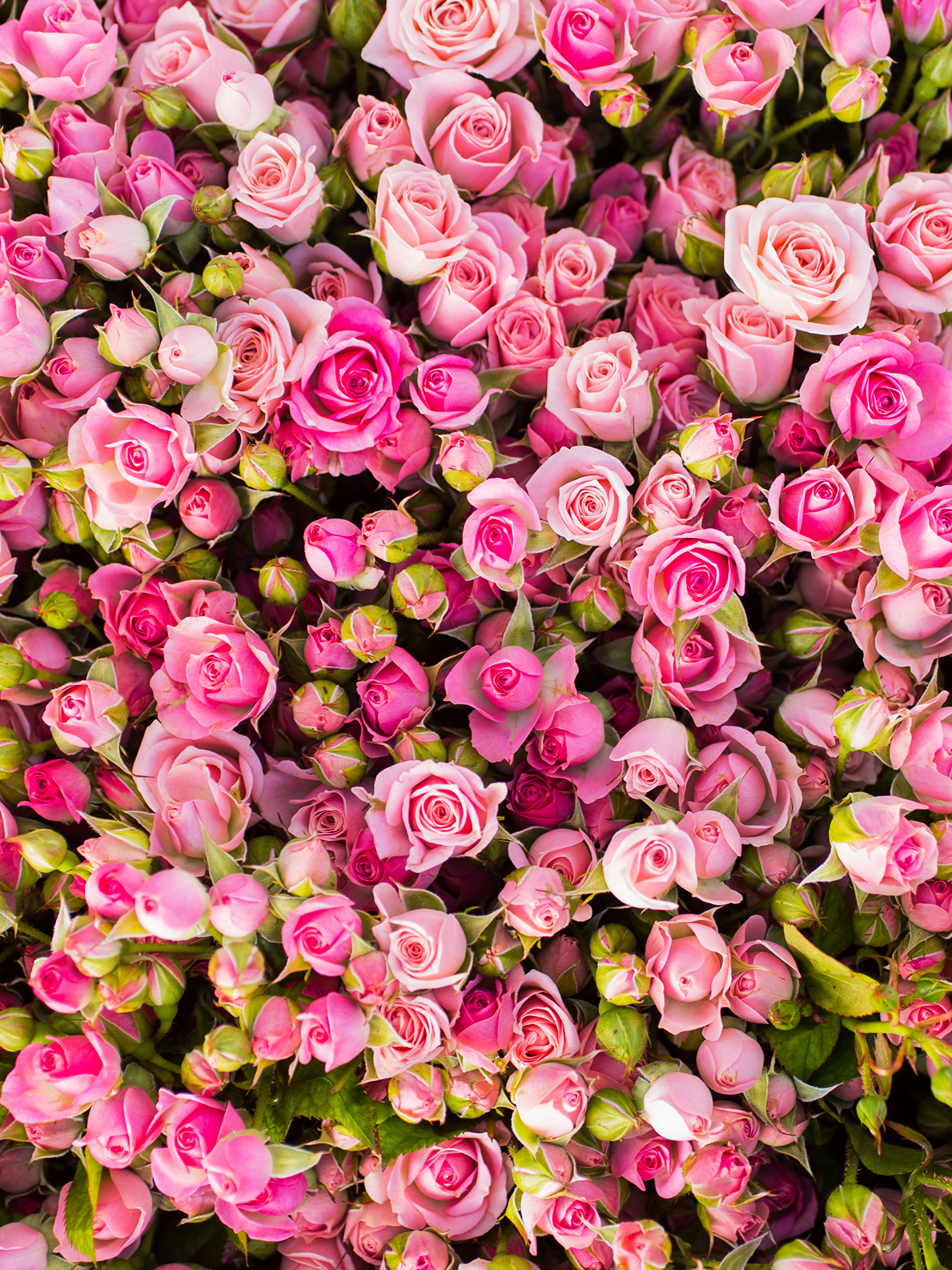 Roses_Many_Pink_color_512131_2048x2732.jpg