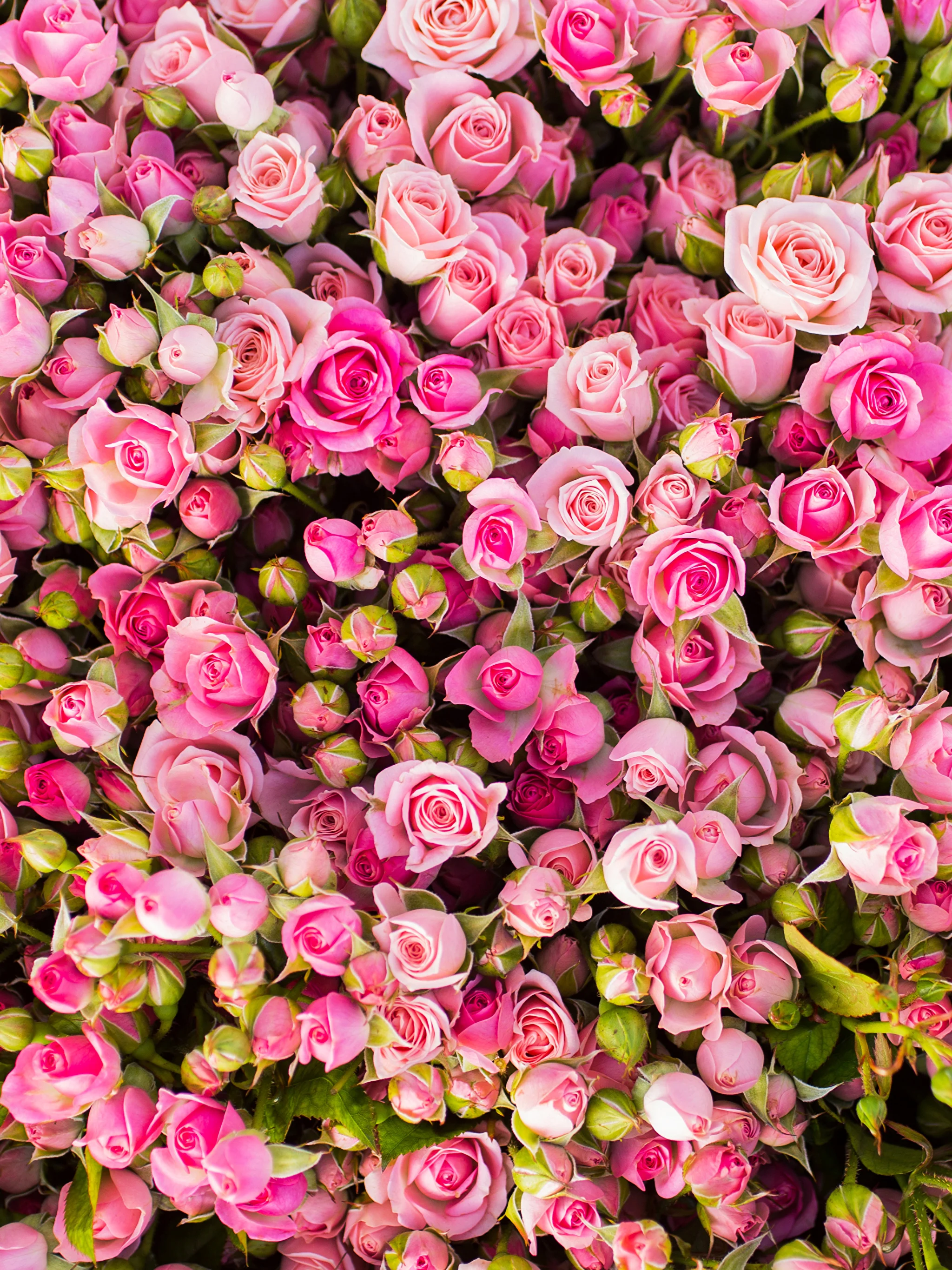 Roses_Many_Pink_color_512131_2048x2732.webp