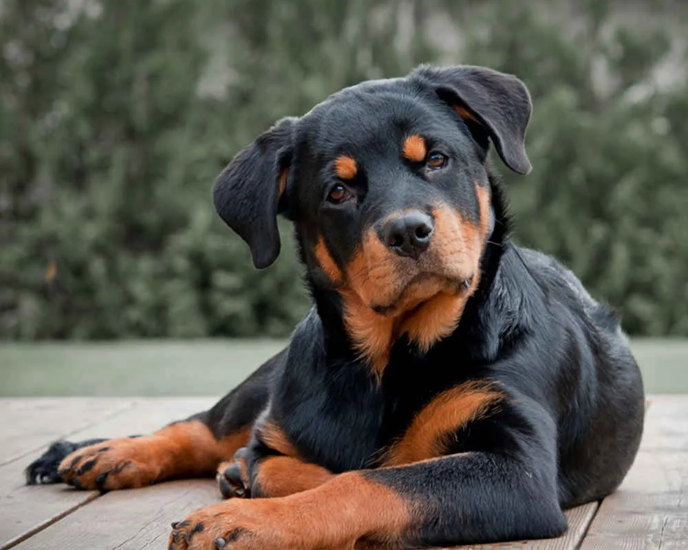 rottweiler-puppy.webp