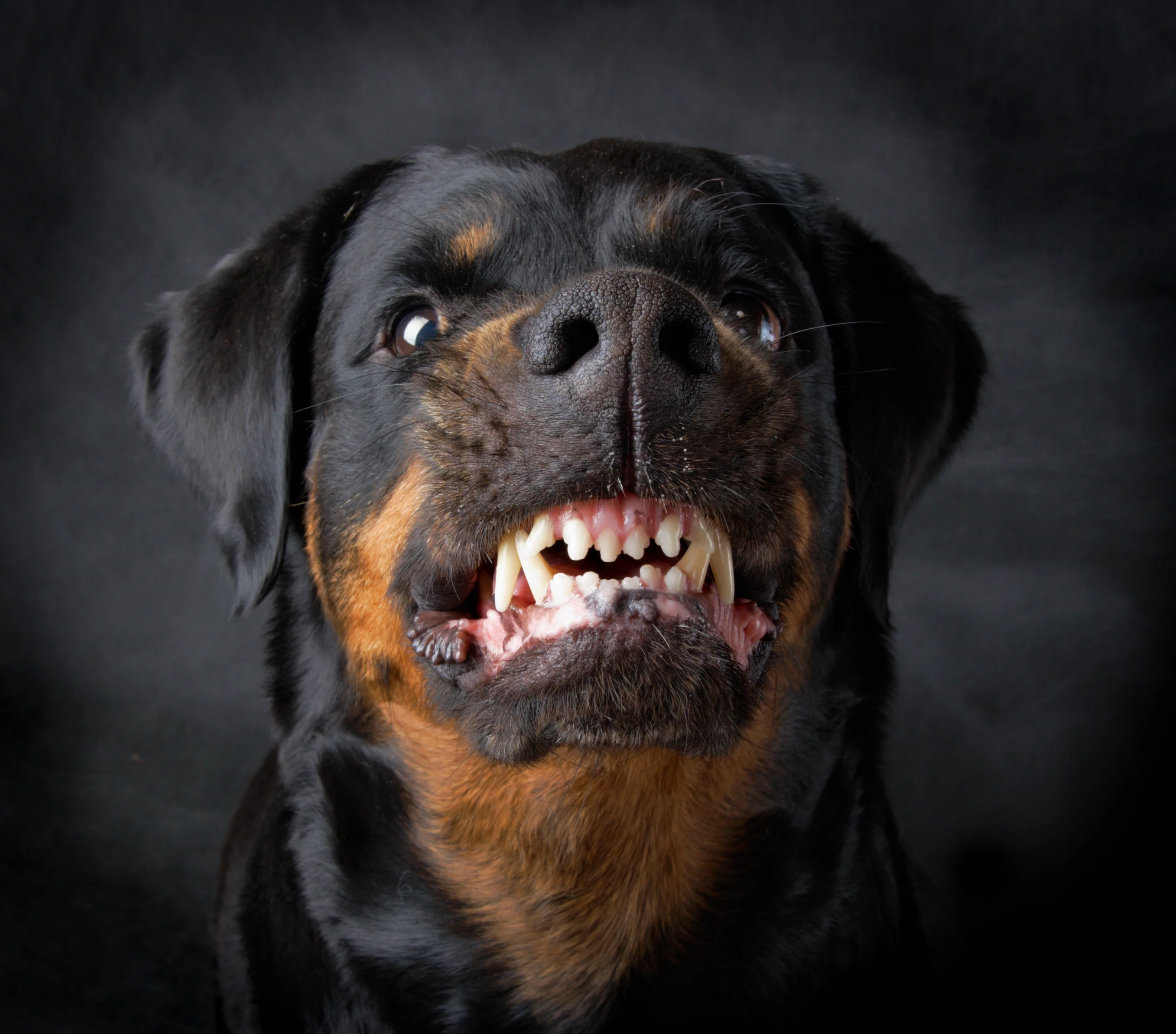 rottweiler-sobaka-rotveyler.webp