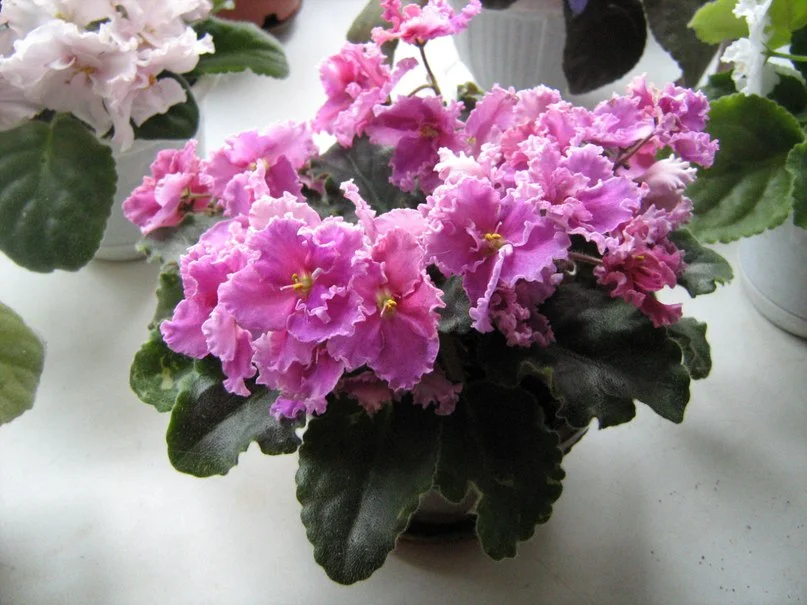 роз рифы.webp