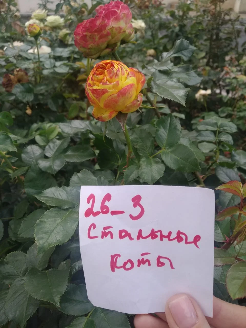 роза кустарниковая.webp