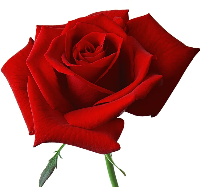 роза насте.webp