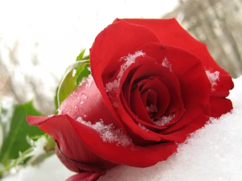 роза в снегу.webp