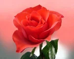роза.webp