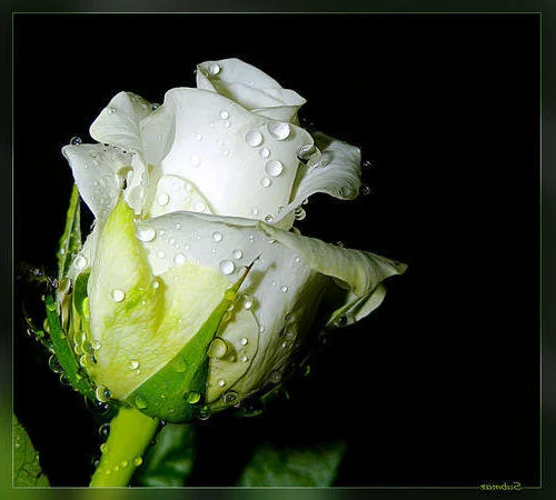 роза.webp