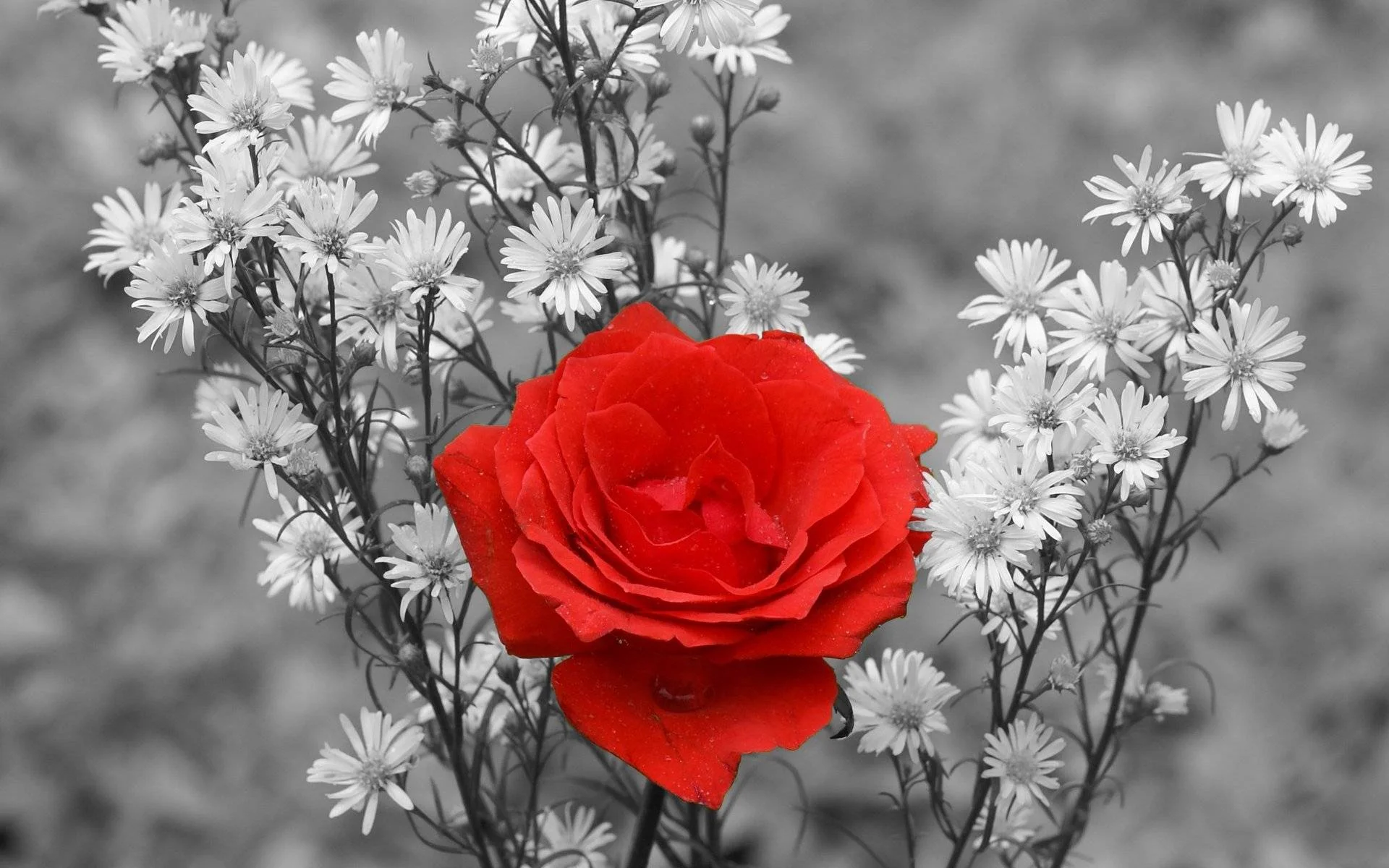 roza_cvety_buket_chb_1920x1200.webp
