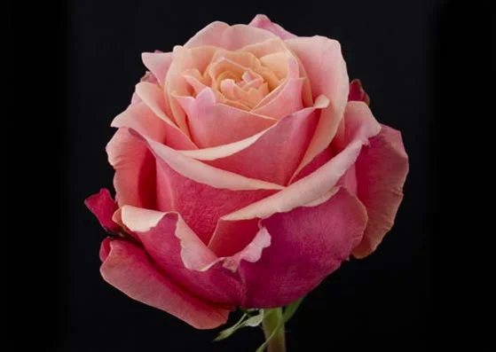 розоч ка.webp