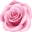 розочка.webp
