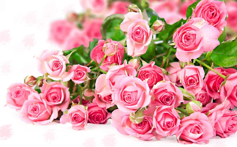 rozovye-rozy6.webp
