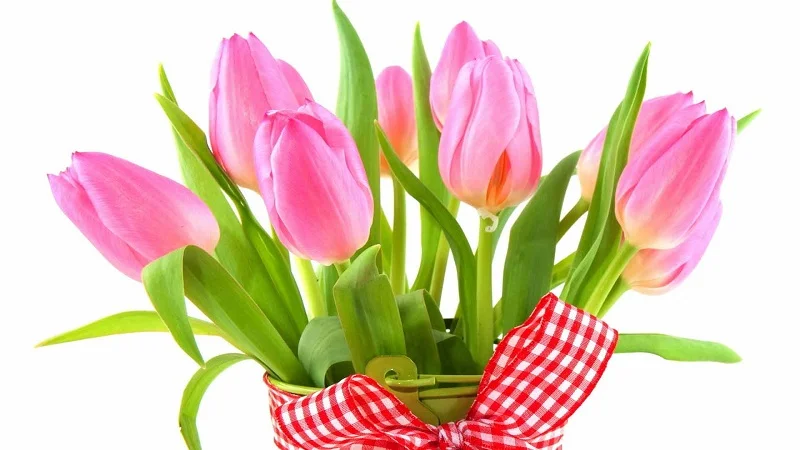 rozovye-tulpany.webp