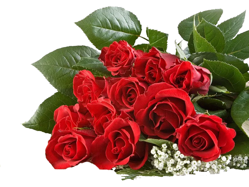 розы ире н 50.webp