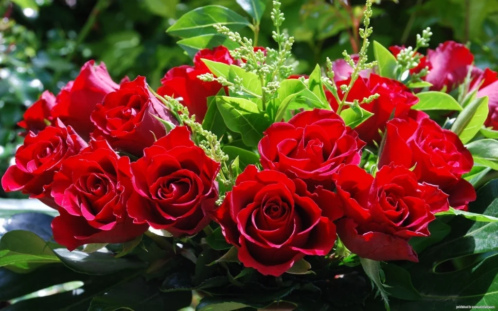 розы кр 1000.webp