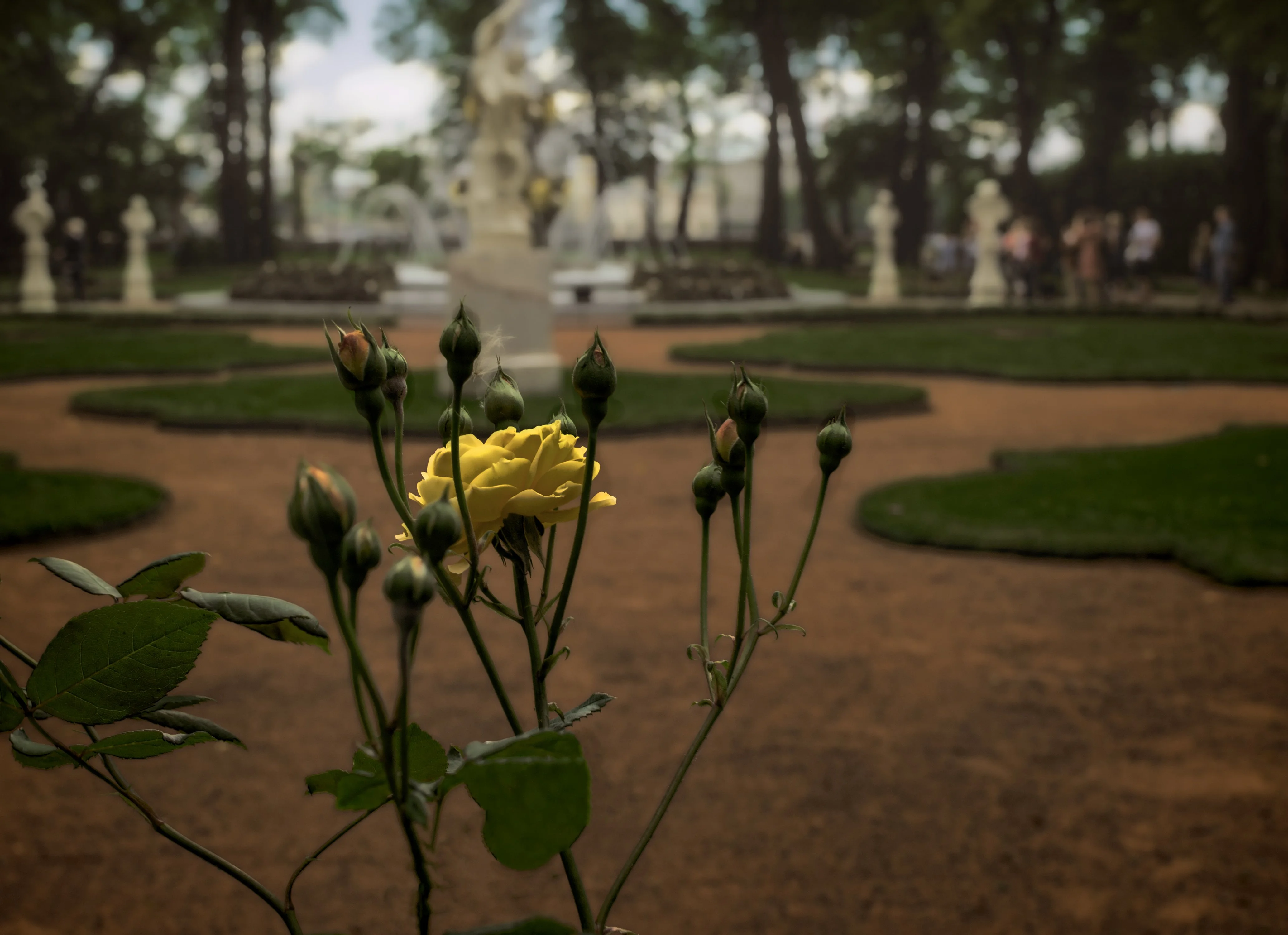 розы летнего сада 3.webp