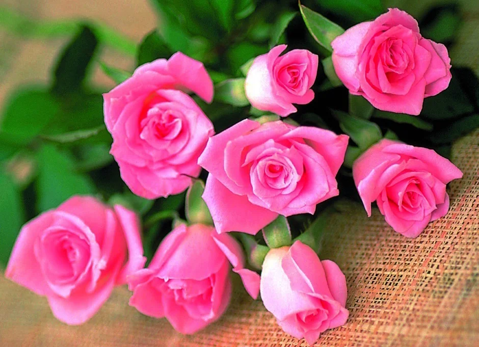 розы розов.webp