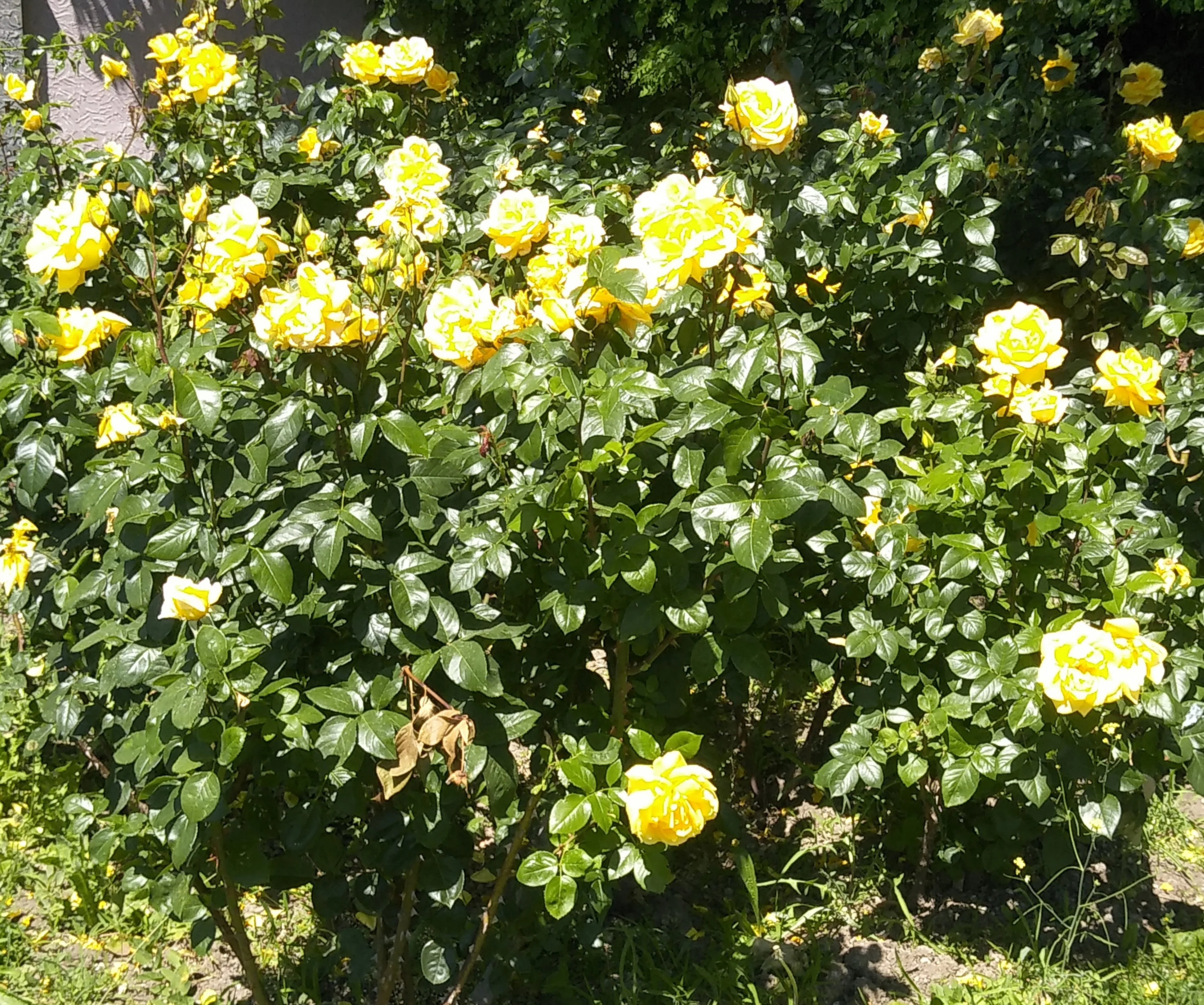 Розы1 — копия.webp