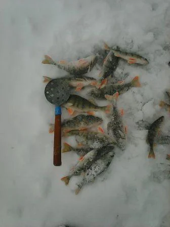 Рыба у Пети веб.webp