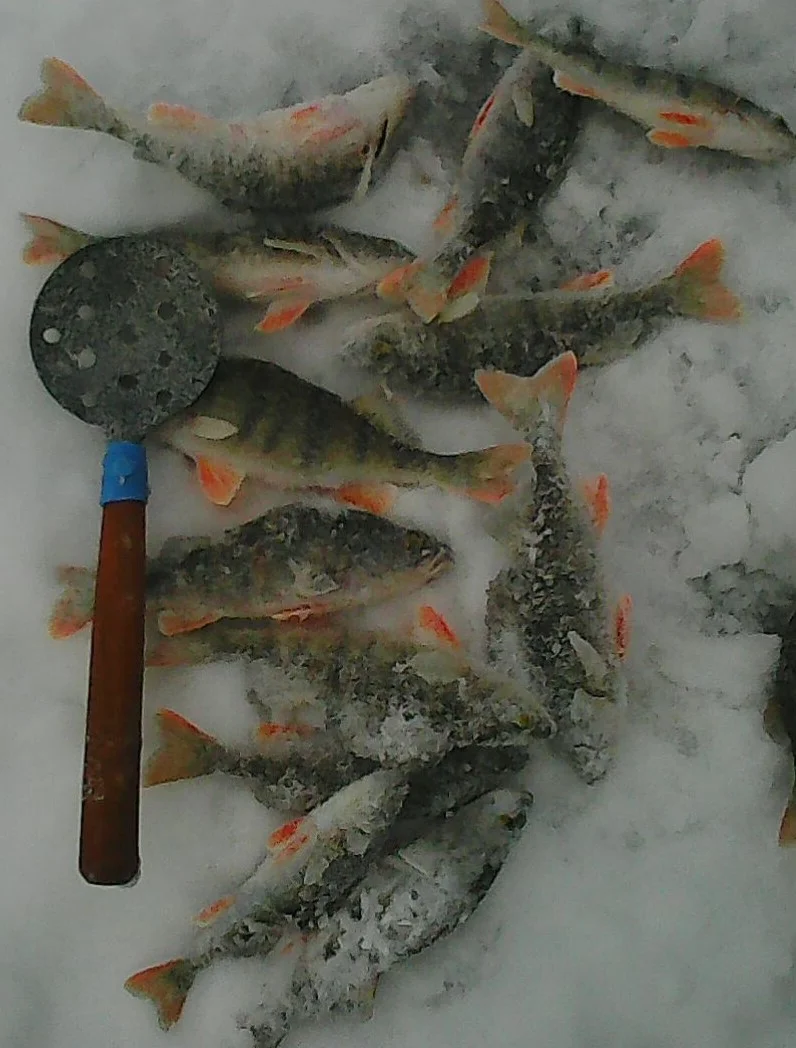 Рыба у Пети.webp