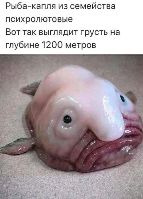 рыба.webp
