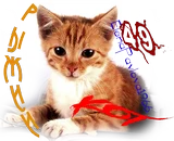 Рыжий кот EP.webp