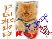 Рыжий кот С.webp