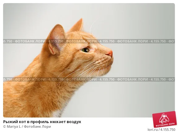 ryzhii-kot-v-profil-nuhaet-vozduh-0004155750-preview.webp