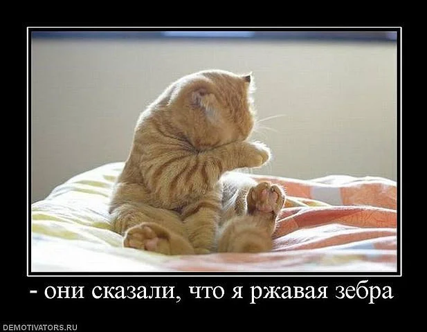 ржавая зебраge.webp
