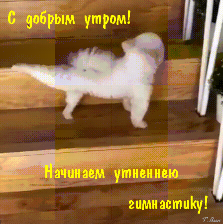 s-dobrym-utrom-nachinaem-utrenneyu-gimnastiku.gif