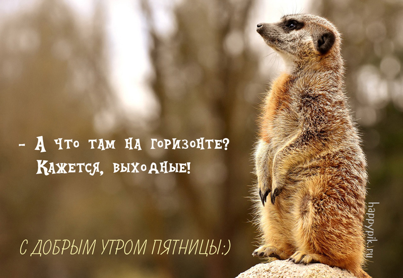 s-dobrym-utrom-pjatnitsa17_happypik.ru_.jpg