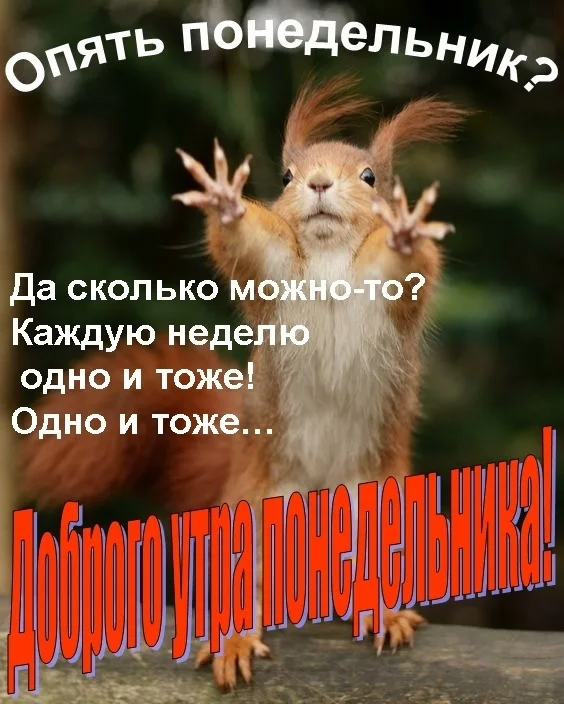 С-добрым-утром-понедельник-картинки-прикольные-и-смешные014.webp