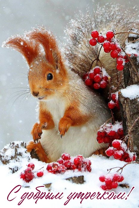 s-dobrym-utrom-zimnyaya.jpg