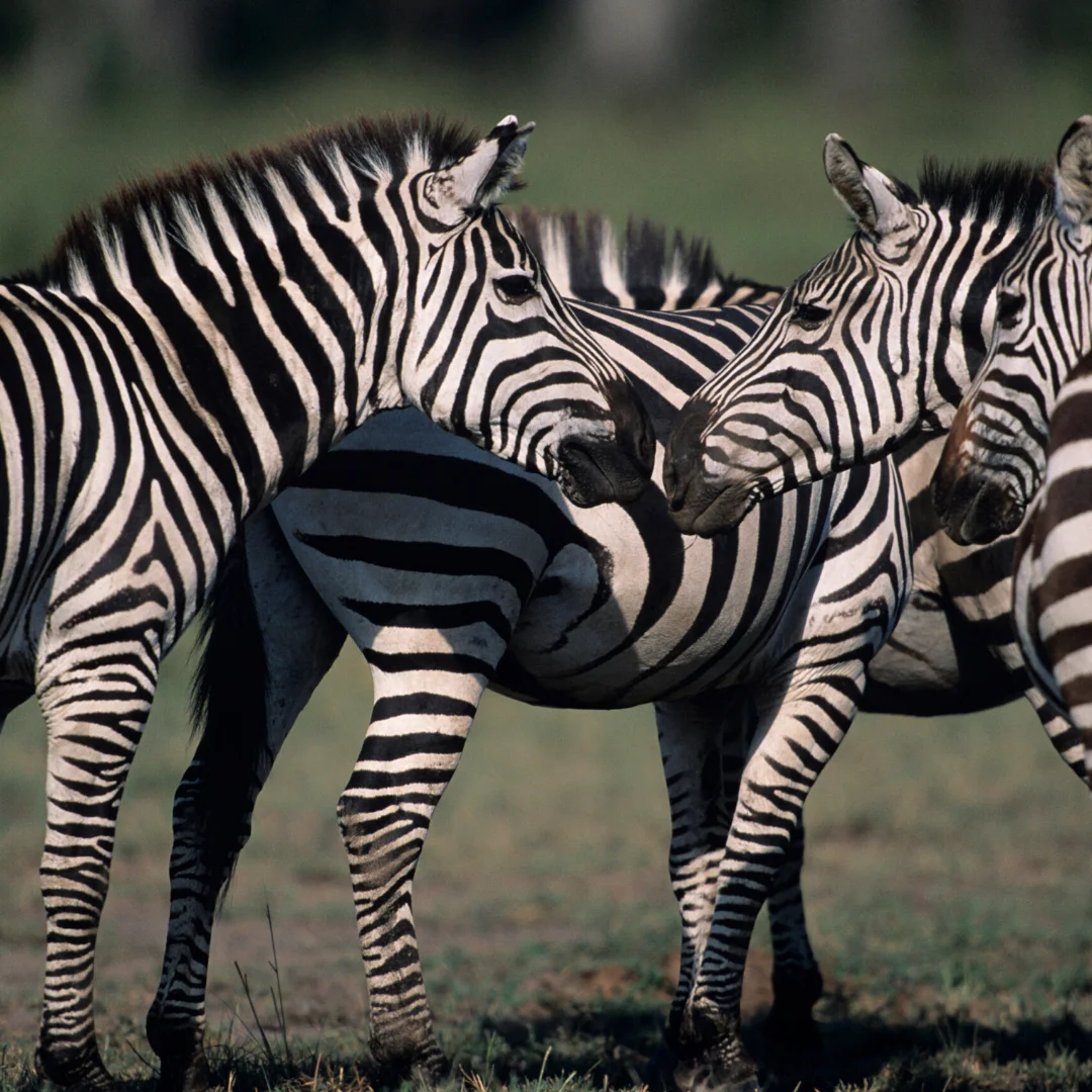 с первым днем весны! (3).webp