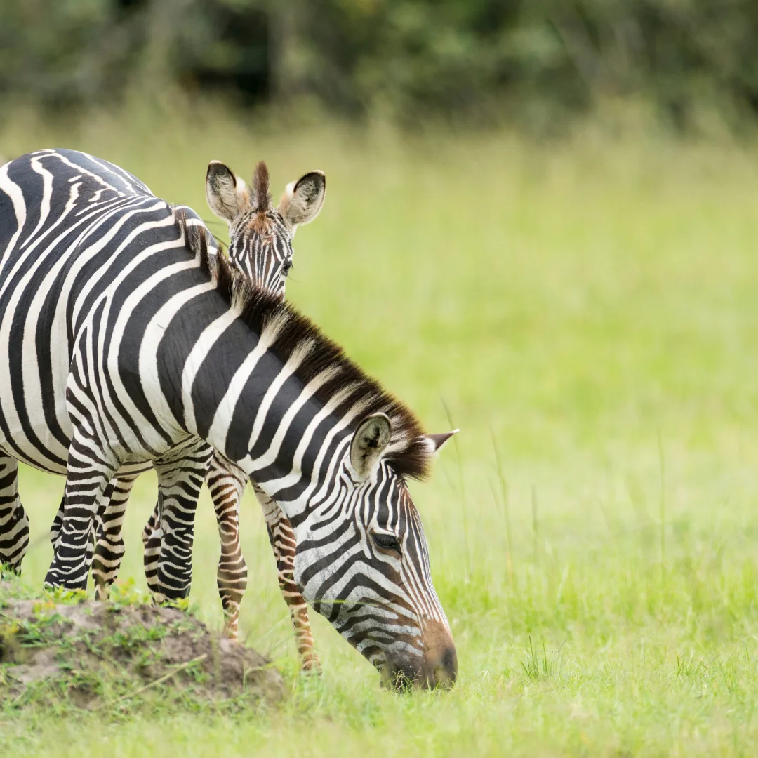 с первым днем весны! (6).webp