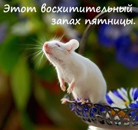 s-pyatniczej-prikolnye-kartinki-27.webp