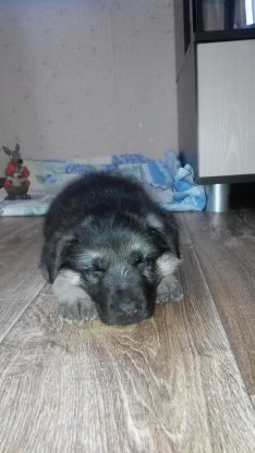 с телефона 552.webp