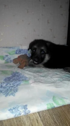 с телефона 553.webp