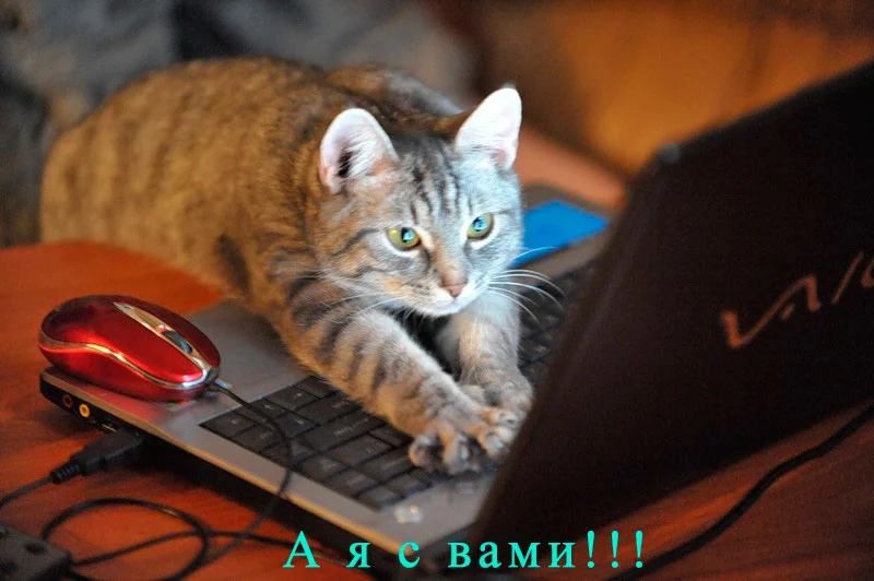 с-вами.webp