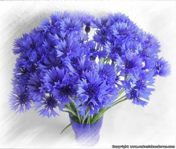 s3862323.webp