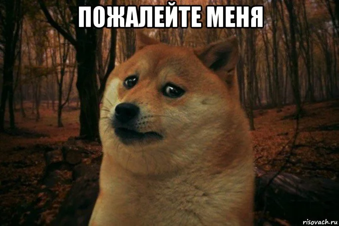sad-doge_84642442_orig_.webp