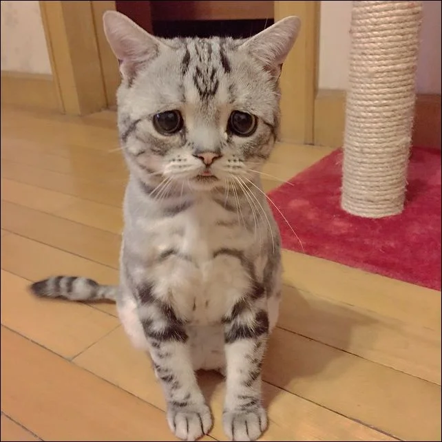 saddest-cat-007.webp