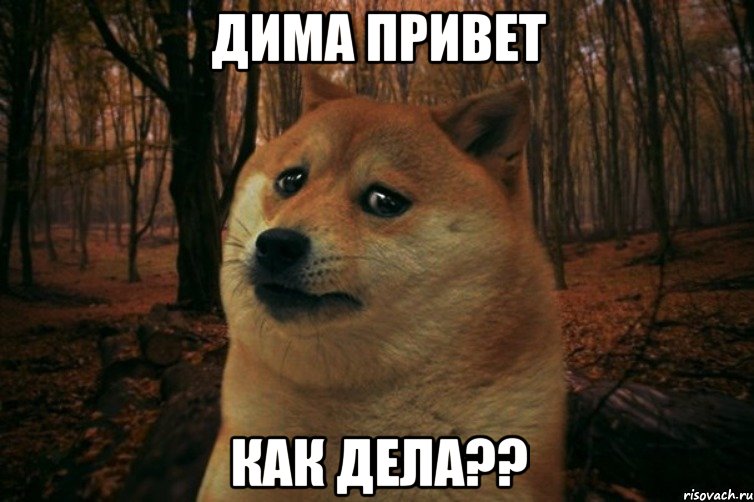 saddoge_61899225_orig_.jpeg