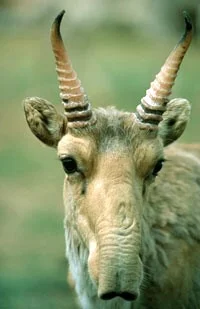 Saiga.webp