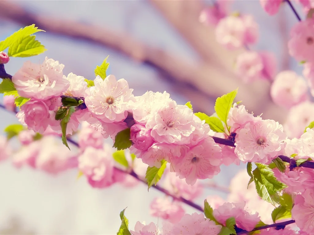Sakura-pink-flowers-petals-bloom-spring_1024x768.webp