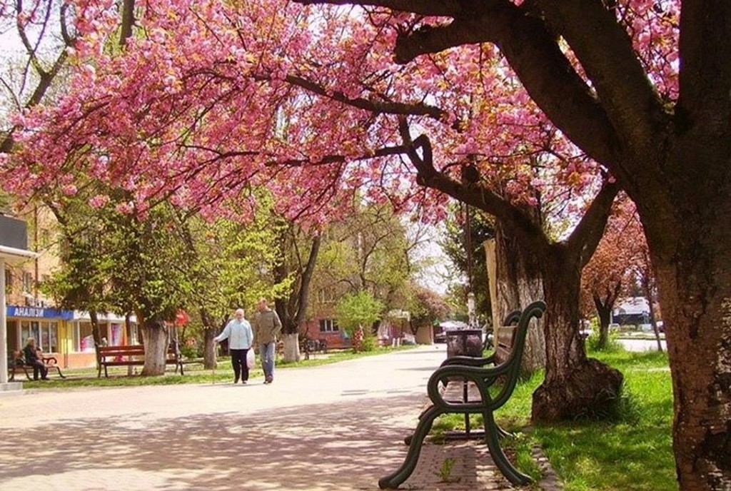 sakura-uzhgorod_8.jpg