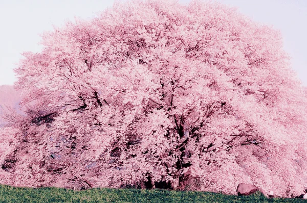 sakura1.webp