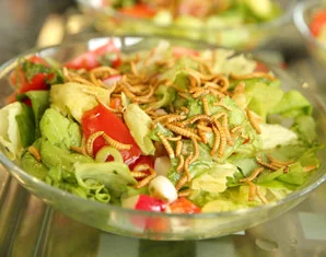 salat-insekten-essen.webp